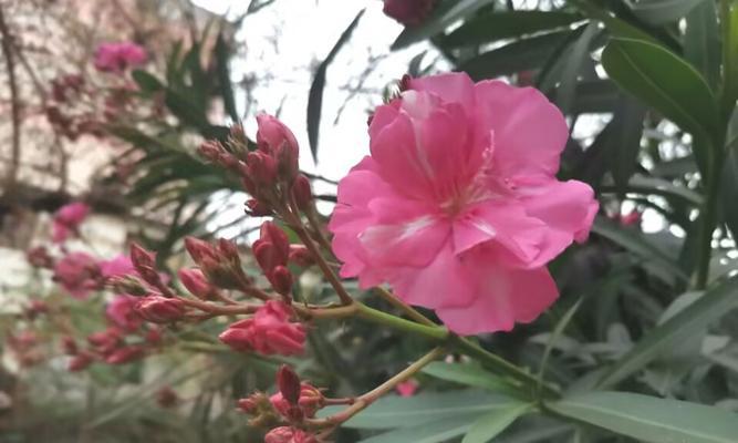 花语是友情的花是什么？友情的象征花有哪些？