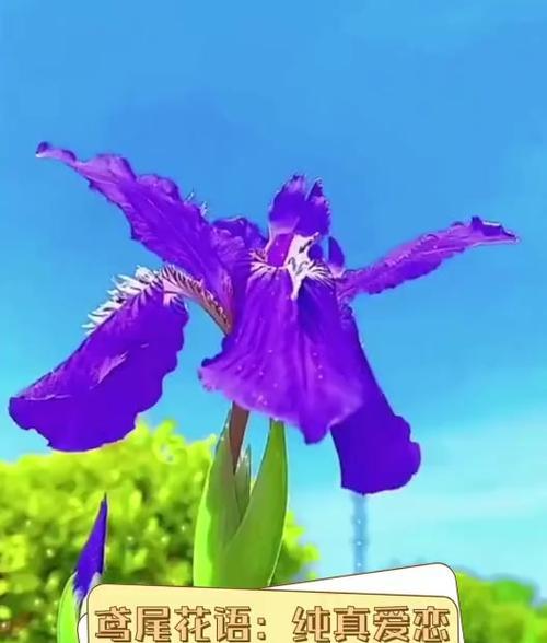 花语是友情的花是什么？友情的象征花有哪些？