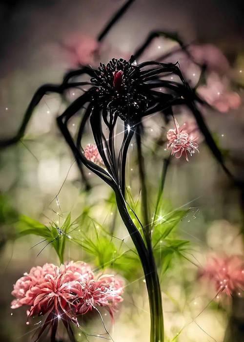 彼岸花的颜色？彼岸花有哪些颜色变化？