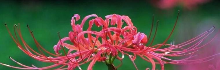 彼岸花的颜色？彼岸花有哪些颜色变化？