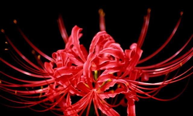 彼岸花的颜色？彼岸花有哪些颜色变化？