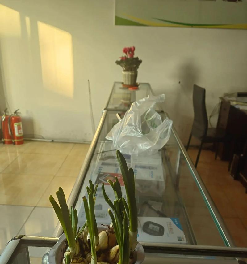 盆栽植物水仙？如何养护才能花开富贵？