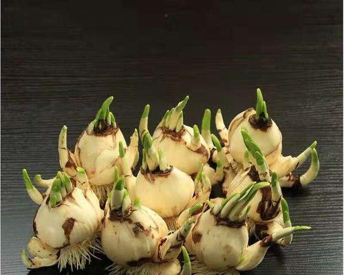 盆栽植物水仙？如何养护才能花开富贵？