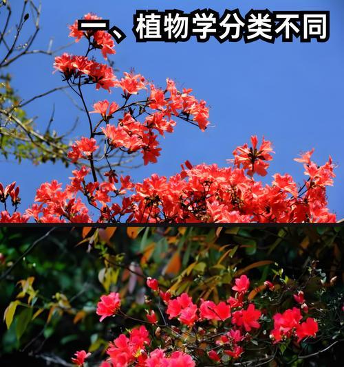杜鹃花与映山红？别称、习性及栽培指南是什么？