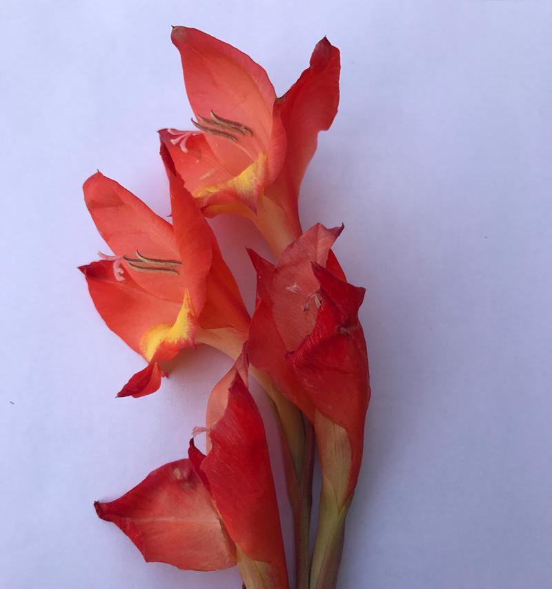 不常见的三种花的花语？你知道它们各自代表什么吗？