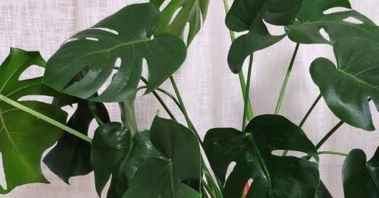 浅盆适合栽什么植物？解锁家居绿化的新视角有哪些选择？