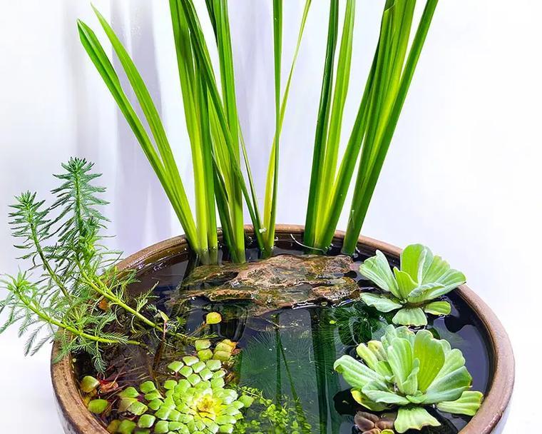 浅盆适合栽什么植物？解锁家居绿化的新视角有哪些选择？