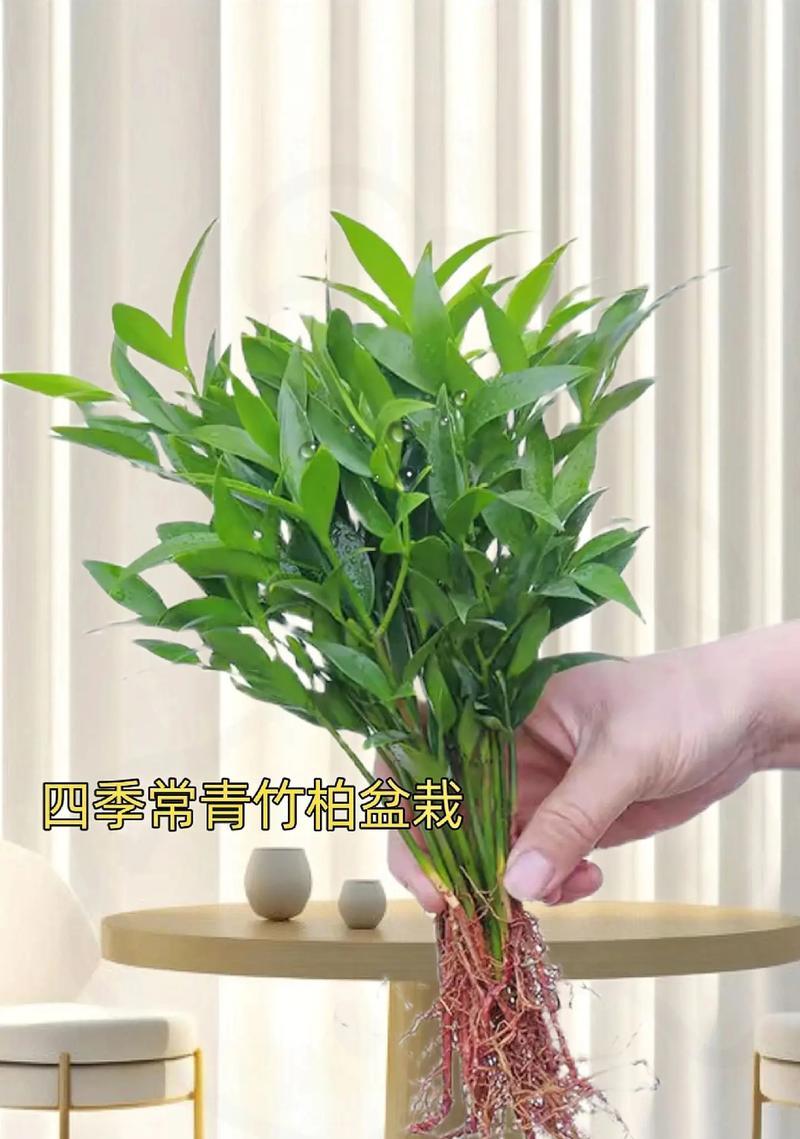 四季常绿盆栽植物？如何选择和养护四季常绿的植物？
