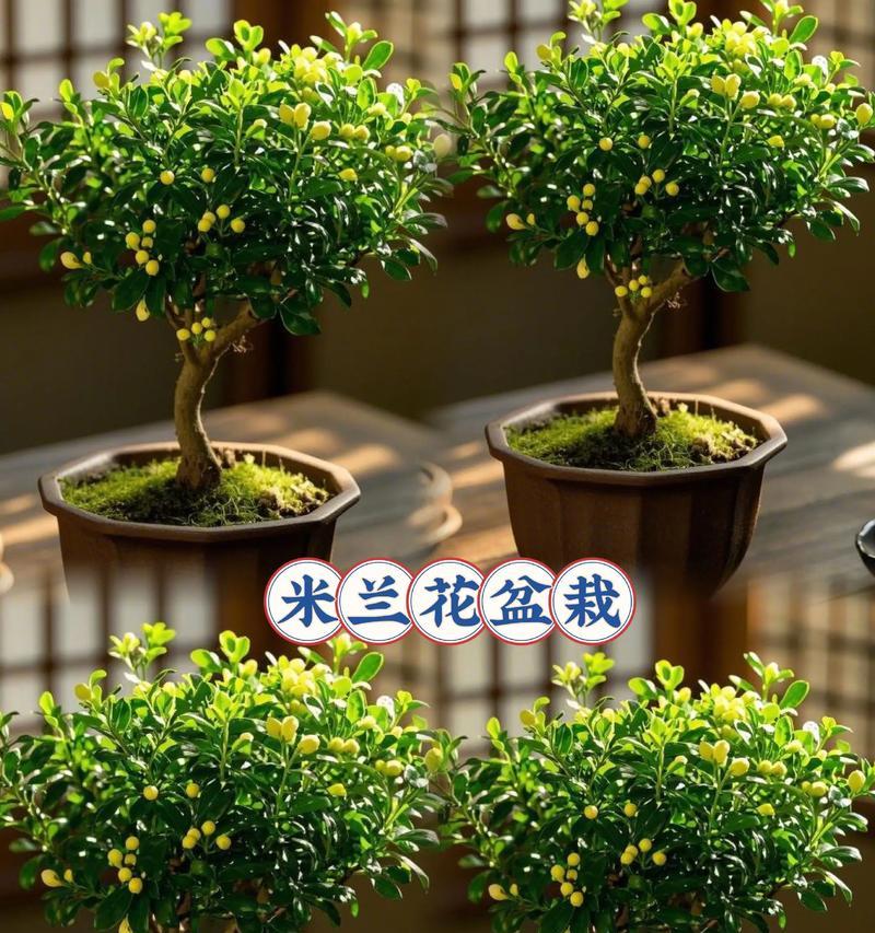 四季常绿盆栽植物？如何选择和养护四季常绿的植物？