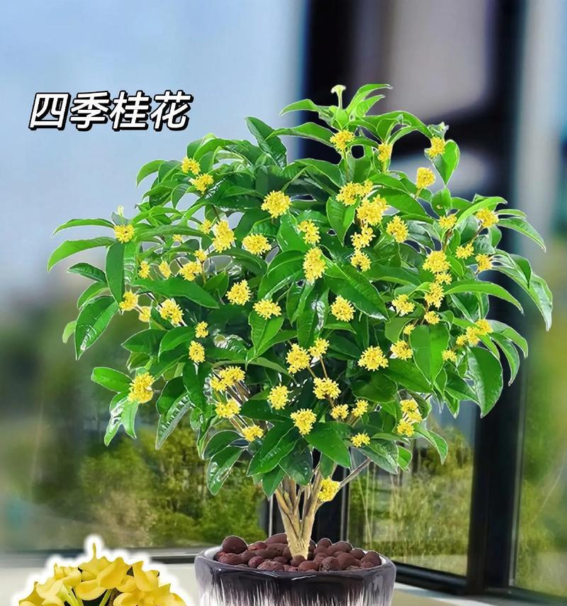 四季常绿盆栽植物？如何选择和养护四季常绿的植物？