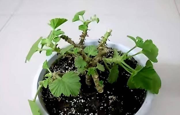 天竺葵的土壤、施肥与光照技巧是什么？