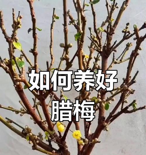 腊梅花的耐寒温度是多少？如何养护？
