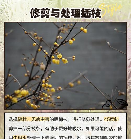 腊梅花的耐寒温度是多少？如何养护？