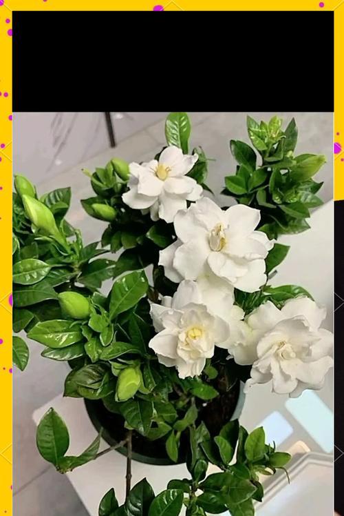 栀子花在北方的完美养护指南是什么？