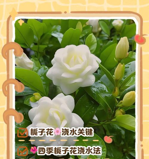 栀子花在北方的完美养护指南是什么？