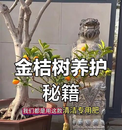 金桔树养护有哪些技巧？