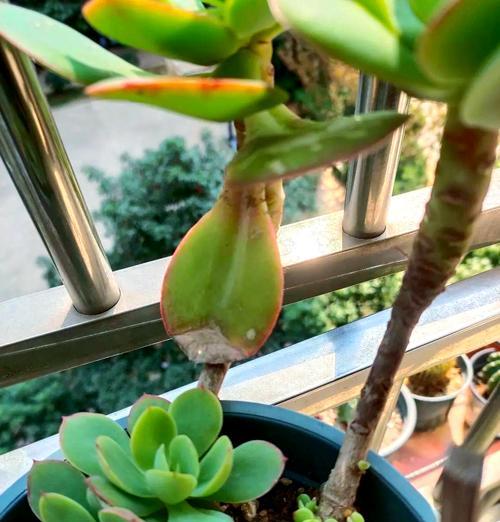 碧桃在北方能种吗？如何种植？