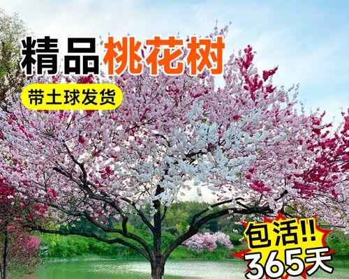 碧桃在北方能种吗？如何种植？