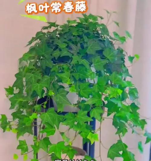 盆栽植物常青藤如何养护？