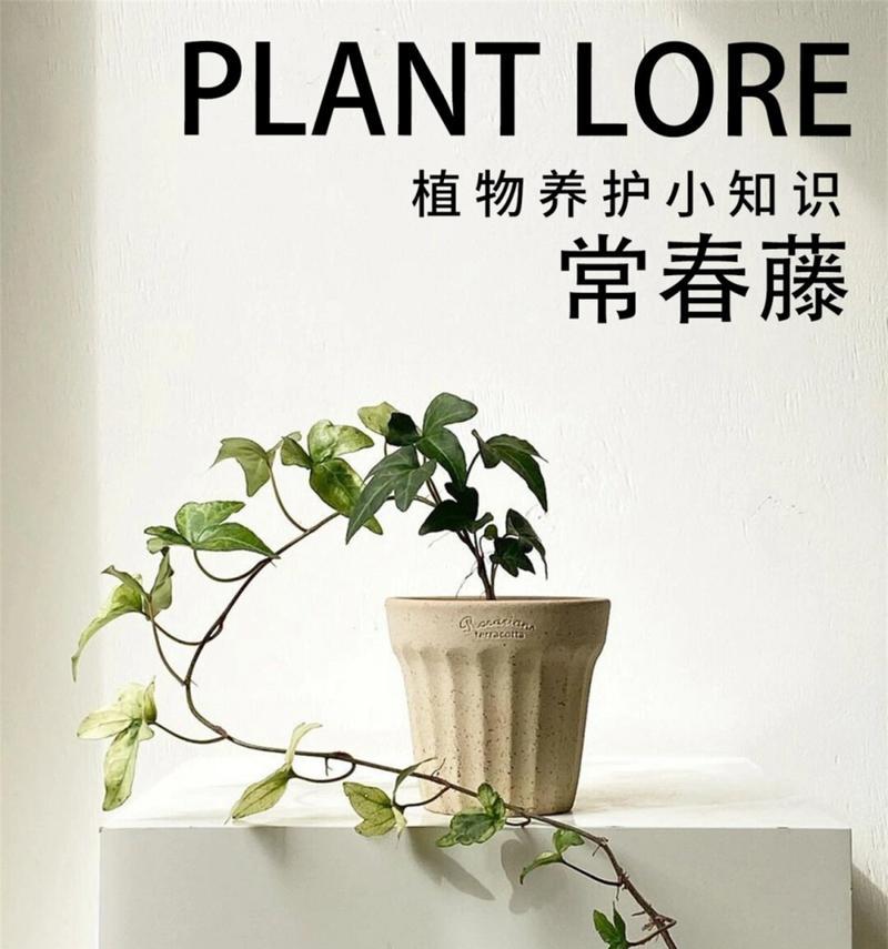 盆栽植物常青藤如何养护？