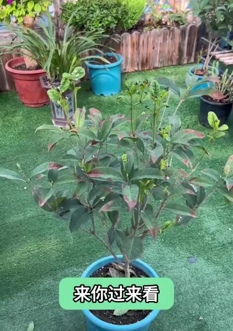 水竹水培转运竹如何养护？