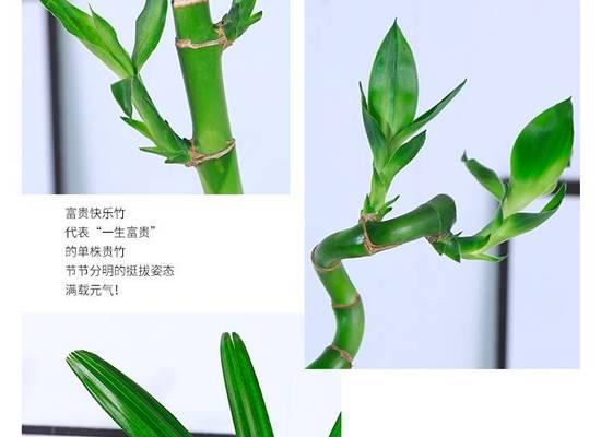 水竹水培转运竹如何养护？