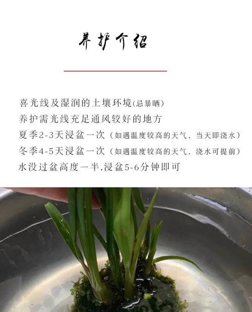 苔藓球的养护问题有哪些？