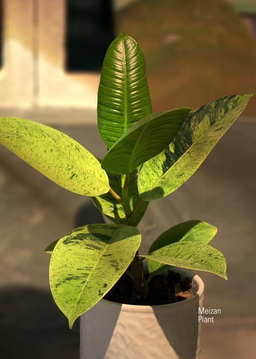 橡皮树盆栽如何养护？