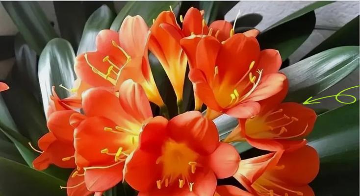 聪明人都在偷偷养的“4种花”是什么？