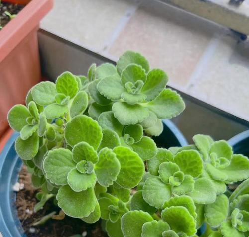 聪明人都在偷偷养的“4种花”是什么？