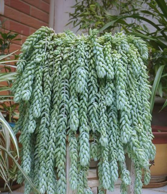 垂吊植物如何选择与养护？穿越绿化空间的秘诀是什么？
