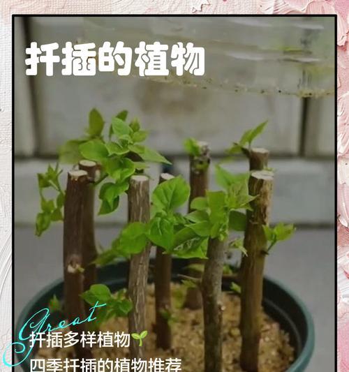 鸭脚木如何正确扦插？扦插的步骤是什么？