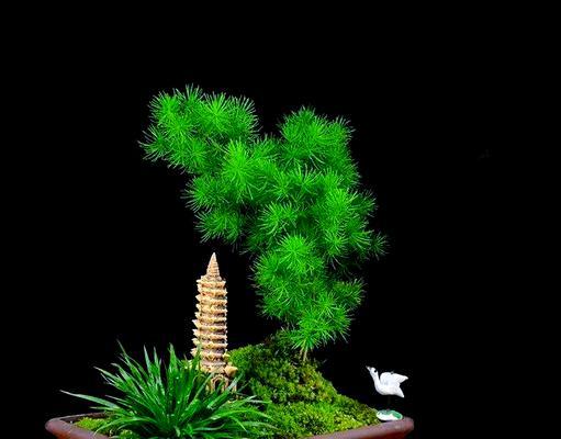 蓬莱松夏天黄叶的原因是什么？如何养护？