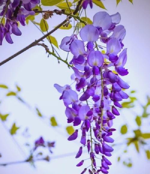 紫藤花在湖北种植合适吗？有什么需要注意的吗？