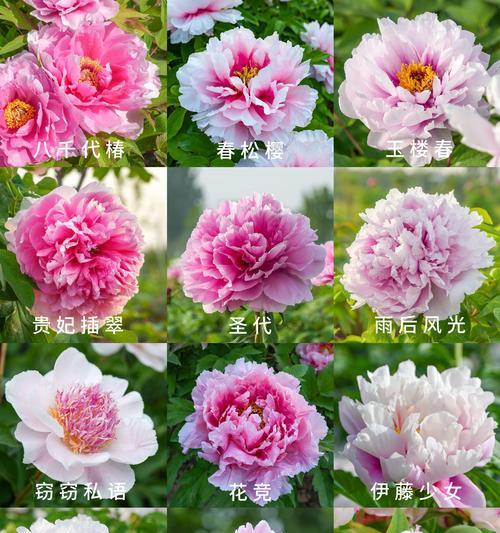牡丹有哪些品种？国色天香的含义是什么？