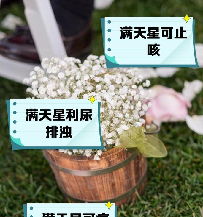 满天星如何养护？全攻略是什么？