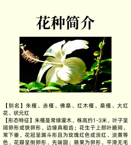 扶桑花如何种植？土壤和肥料的选择是什么？