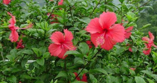 扶桑花如何种植？土壤和肥料的选择是什么？