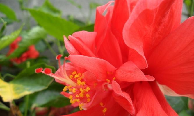 扶桑花如何种植？土壤和肥料的选择是什么？