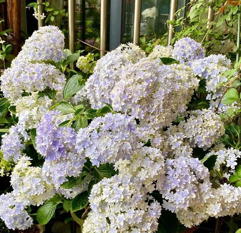 阳台适合种植哪些全能花卉？