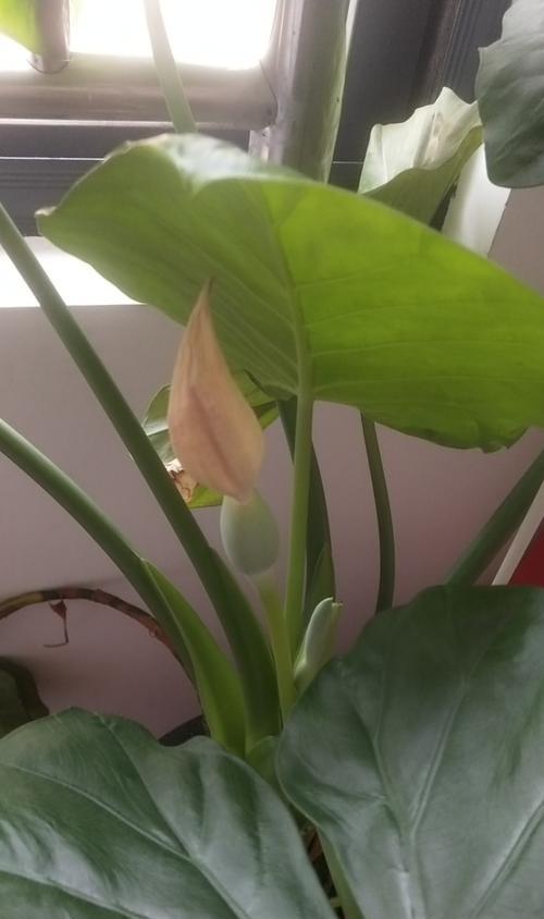 滴水观音开花有什么特点？