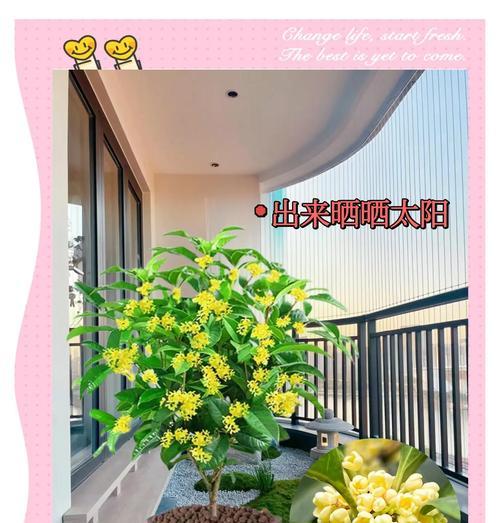 四季盆景如何养护？