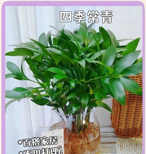四季盆景如何养护？