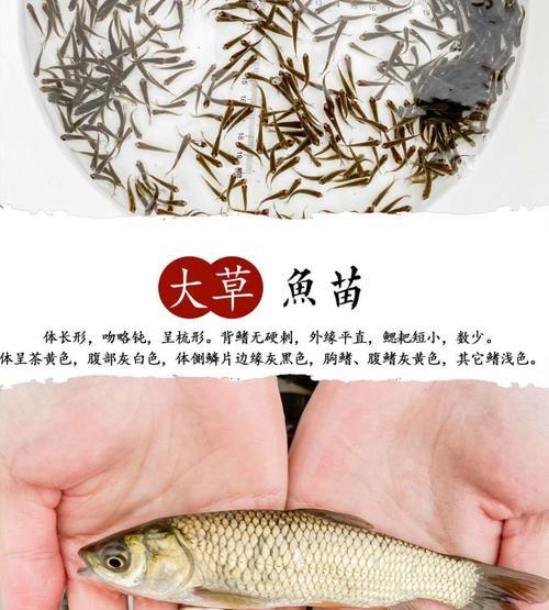 鱼繁殖鱼苗的过程是怎样的呢？