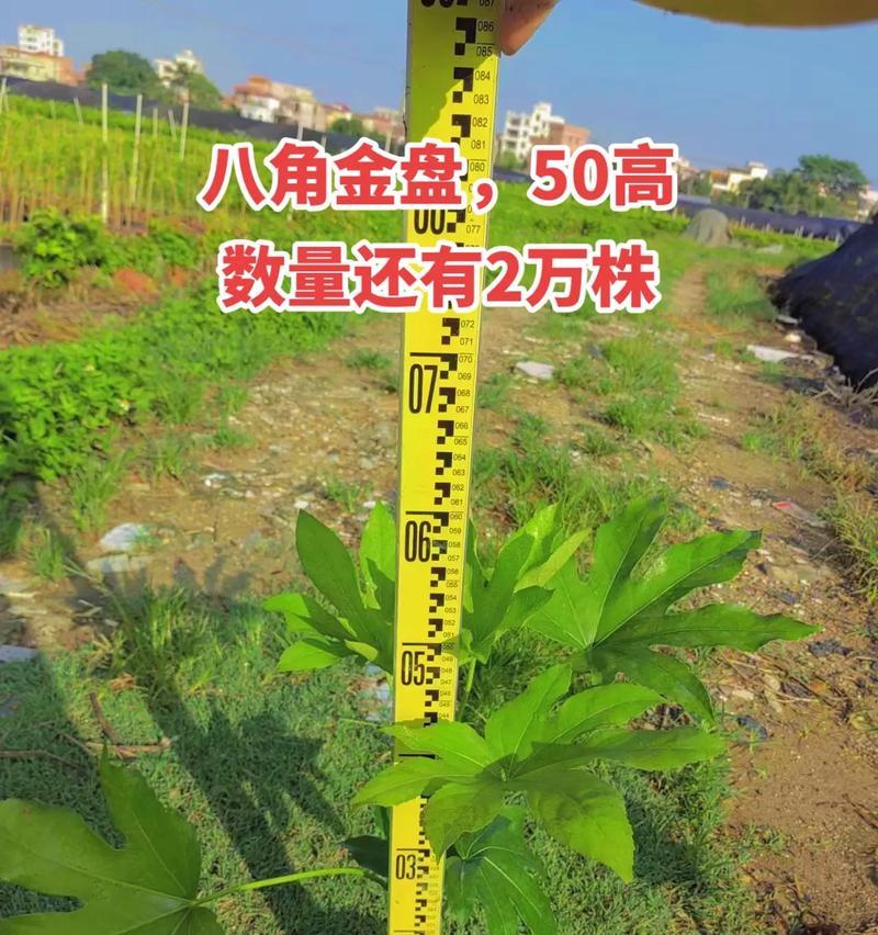 9月可以播种八角金盘吗？什么时候播种？