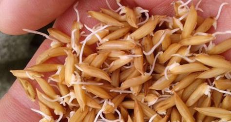 玉米种子催芽有哪些方法？催芽过程中应注意什么？