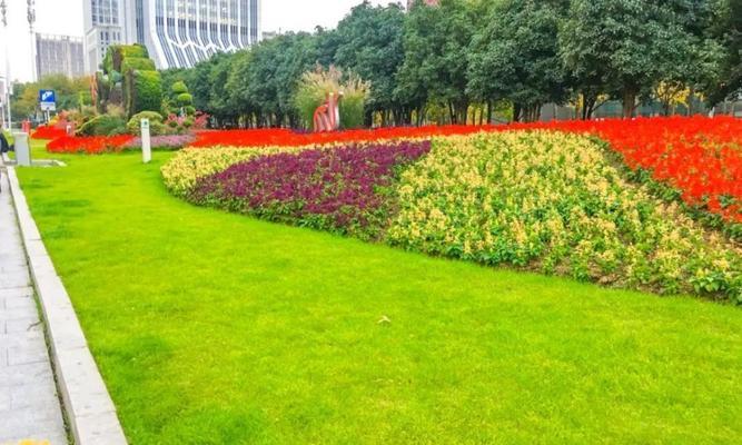 八角金盘和熊掌木在城市绿化中扮演什么角色？