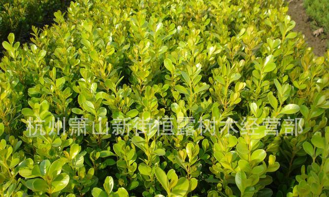 八角金盘和熊掌木在城市绿化中扮演什么角色？