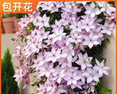 用水果箱盆栽铁线莲“乌托邦”需要注意哪些事项？