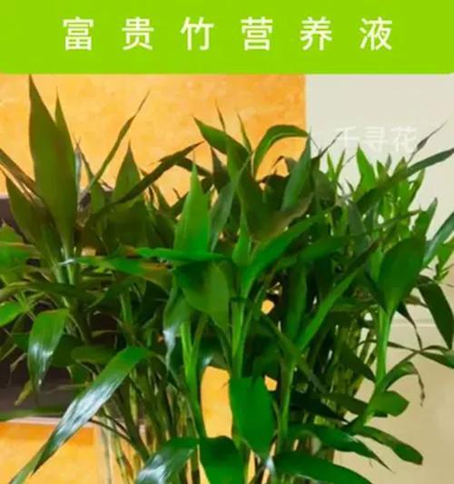 富贵竹如何养护才能保持叶子翠绿？